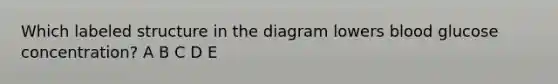 Which labeled structure in the diagram lowers blood glucose concentration? A B C D E