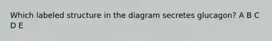 Which labeled structure in the diagram secretes glucagon? A B C D E