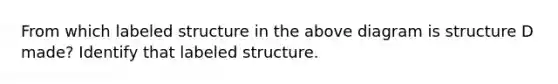 From which labeled structure in the above diagram is structure D made? Identify that labeled structure.