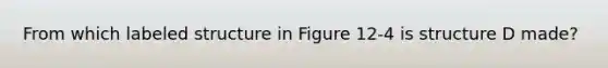 From which labeled structure in Figure 12-4 is structure D made?