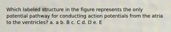 Which labeled structure in the figure represents the only potential pathway for conducting action potentials from the atria to the ventricles? a. a b. B c. C d. D e. E