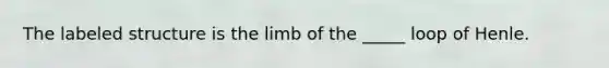 The labeled structure is the limb of the _____ loop of Henle.