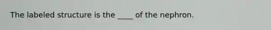 The labeled structure is the ____ of the nephron.