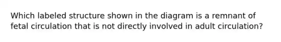 Which labeled structure shown in the diagram is a remnant of fetal circulation that is not directly involved in adult circulation?
