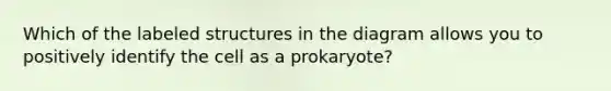 Which of the labeled structures in the diagram allows you to positively identify the cell as a prokaryote?