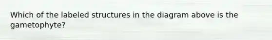Which of the labeled structures in the diagram above is the gametophyte?