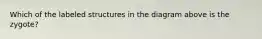Which of the labeled structures in the diagram above is the zygote?