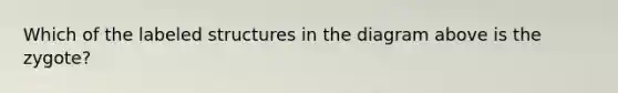 Which of the labeled structures in the diagram above is the zygote?
