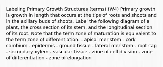 Labeling Primary Growth Structures (terms) (W4) Primary growth is growth in length that occurs at the tips of roots and shoots and in the axillary buds of shoots. Label the following diagram of a plant, the cross section of its stem, and the longitudinal section of its root. Note that the term zone of maturation is equivalent to the term zone of differentiation. - apical meristem - cork cambium - epidermis - ground tissue - lateral meristem - root cap - secondary xylem - vascular tissue - zone of cell division - zone of differentiation - zone of elongation