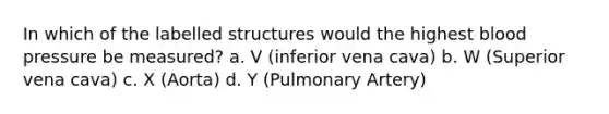 In which of the labelled structures would the highest blood pressure be measured? a. V (inferior vena cava) b. W (Superior vena cava) c. X (Aorta) d. Y (Pulmonary Artery)