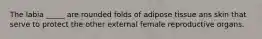 The labia _____ are rounded folds of adipose tissue ans skin that serve to protect the other external female reproductive organs.