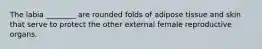 The labia ________ are rounded folds of adipose tissue and skin that serve to protect the other external female reproductive organs.