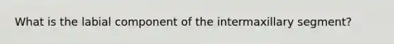 What is the labial component of the intermaxillary segment?