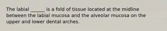 The labial ______ is a fold of tissue located at the midline between the labial mucosa and the alveolar mucosa on the upper and lower dental arches.