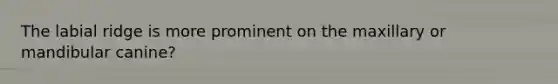 The labial ridge is more prominent on the maxillary or mandibular canine?