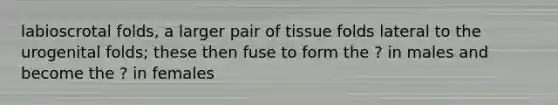 labioscrotal folds, a larger pair of tissue folds lateral to the urogenital folds; these then fuse to form the ? in males and become the ? in females