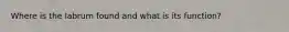 Where is the labrum found and what is its function?