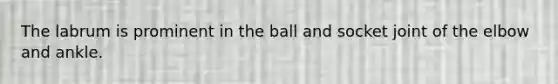 The labrum is prominent in the ball and socket joint of the elbow and ankle.