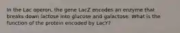 In the Lac operon, the gene LacZ encodes an enzyme that breaks down lactose into glucose and galactose. What is the function of the protein encoded by LacY?