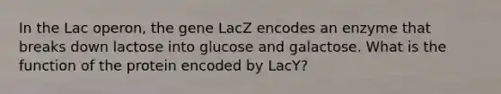 In the Lac operon, the gene LacZ encodes an enzyme that breaks down lactose into glucose and galactose. What is the function of the protein encoded by LacY?