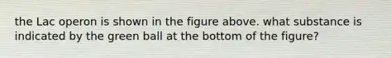 the Lac operon is shown in the figure above. what substance is indicated by the green ball at the bottom of the figure?