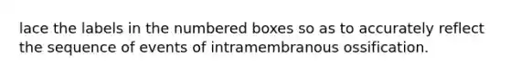 lace the labels in the numbered boxes so as to accurately reflect the sequence of events of intramembranous ossification.