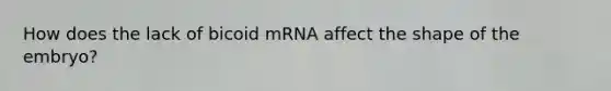 How does the lack of bicoid mRNA affect the shape of the embryo?