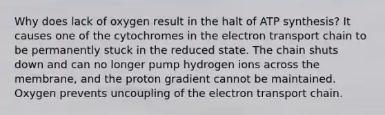 Why does lack of oxygen result in the halt of ATP synthesis? It causes one of the cytochromes in the electron transport chain to be permanently stuck in the reduced state. The chain shuts down and can no longer pump hydrogen ions across the membrane, and the proton gradient cannot be maintained. Oxygen prevents uncoupling of the electron transport chain.