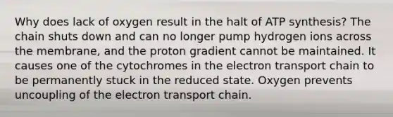 Why does lack of oxygen result in the halt of ATP synthesis? The chain shuts down and can no longer pump hydrogen ions across the membrane, and the proton gradient cannot be maintained. It causes one of the cytochromes in the electron transport chain to be permanently stuck in the reduced state. Oxygen prevents uncoupling of the electron transport chain.