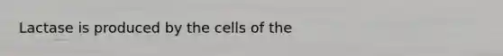 Lactase is produced by the cells of the