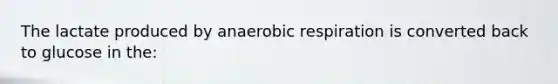 The lactate produced by anaerobic respiration is converted back to glucose in the: