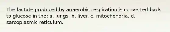 The lactate produced by an<a href='https://www.questionai.com/knowledge/kyxGdbadrV-aerobic-respiration' class='anchor-knowledge'>aerobic respiration</a> is converted back to glucose in the: a. lungs. b. liver. c. mitochondria. d. sarcoplasmic reticulum.