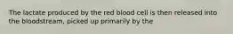 The lactate produced by the red blood cell is then released into the bloodstream, picked up primarily by the