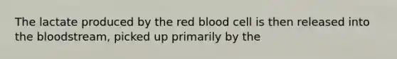 The lactate produced by the red blood cell is then released into the bloodstream, picked up primarily by the