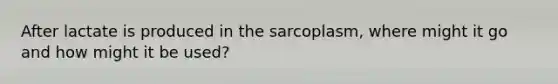 After lactate is produced in the sarcoplasm, where might it go and how might it be used?