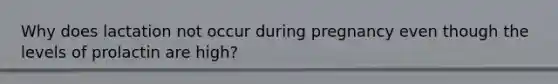 Why does lactation not occur during pregnancy even though the levels of prolactin are high?