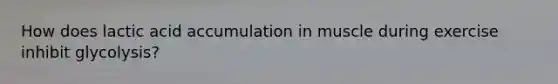 How does lactic acid accumulation in muscle during exercise inhibit glycolysis?
