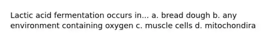 Lactic acid fermentation occurs in... a. bread dough b. any environment containing oxygen c. muscle cells d. mitochondira