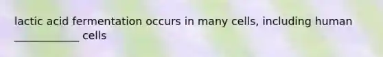 lactic acid fermentation occurs in many cells, including human ____________ cells