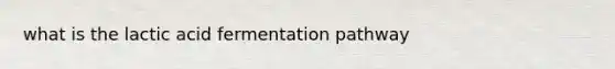 what is the lactic acid fermentation pathway