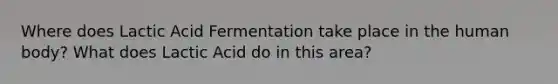 Where does Lactic Acid Fermentation take place in the human body? What does Lactic Acid do in this area?