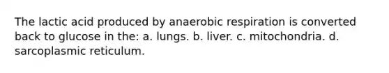 The lactic acid produced by anaerobic respiration is converted back to glucose in the: a. lungs. b. liver. c. mitochondria. d. sarcoplasmic reticulum.