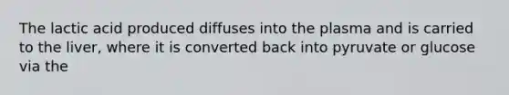 The lactic acid produced diffuses into the plasma and is carried to the liver, where it is converted back into pyruvate or glucose via the