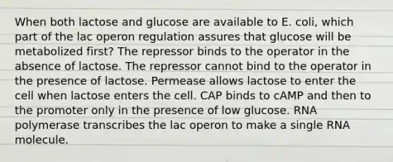 When both lactose and glucose are available to E. coli, which part of the lac operon regulation assures that glucose will be metabolized first? The repressor binds to the operator in the absence of lactose. The repressor cannot bind to the operator in the presence of lactose. Permease allows lactose to enter the cell when lactose enters the cell. CAP binds to cAMP and then to the promoter only in the presence of low glucose. RNA polymerase transcribes the lac operon to make a single RNA molecule.