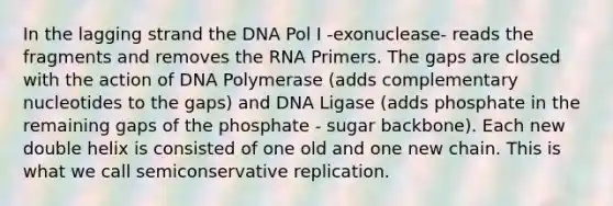 In the lagging strand the DNA Pol I -exonuclease- reads the fragments and removes the RNA Primers. The gaps are closed with the action of DNA Polymerase (adds complementary nucleotides to the gaps) and DNA Ligase (adds phosphate in the remaining gaps of the phosphate - sugar backbone). Each new double helix is consisted of one old and one new chain. This is what we call semiconservative replication.