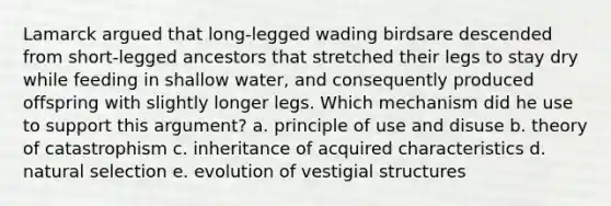 ​Lamarck argued that long-legged wading birdsare descended from short-legged ancestors that stretched their legs to stay dry while feeding in shallow water, and consequently produced offspring with slightly longer legs. Which mechanism did he use to support this argument? a. ​principle of use and disuse b. ​theory of catastrophism c. ​inheritance of acquired characteristics d. natural selection e. ​evolution of vestigial structures