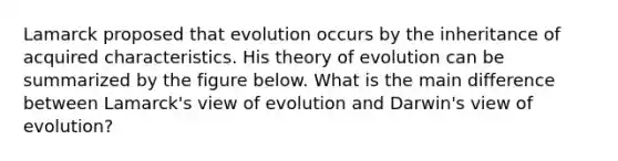 Lamarck proposed that evolution occurs by the inheritance of acquired characteristics. His theory of evolution can be summarized by the figure below. What is the main difference between Lamarck's view of evolution and Darwin's view of evolution?