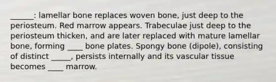 ______: lamellar bone replaces woven bone, just deep to the periosteum. Red marrow appears. Trabeculae just deep to the periosteum thicken, and are later replaced with mature lamellar bone, forming ____ bone plates. Spongy bone (dipole), consisting of distinct _____, persists internally and its vascular tissue becomes ____ marrow.