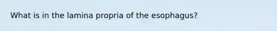 What is in the lamina propria of the esophagus?