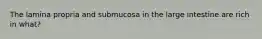 The lamina propria and submucosa in the large intestine are rich in what?